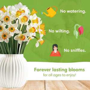 Daffodil-Bloom-PetalPal